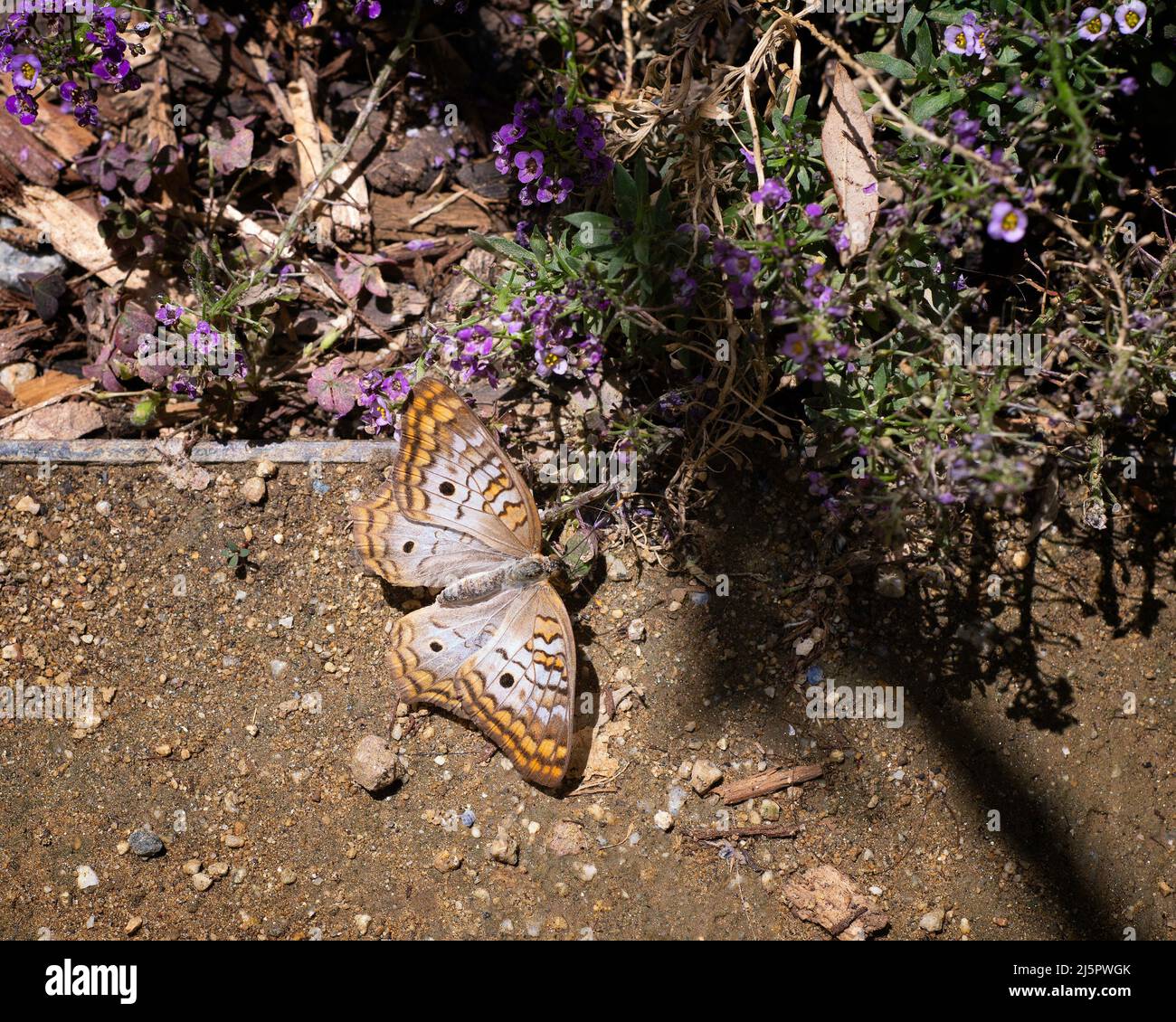 Una farfalla di pavone bianco (Anartia jatrophae) si solbata sul terreno. Foto Stock