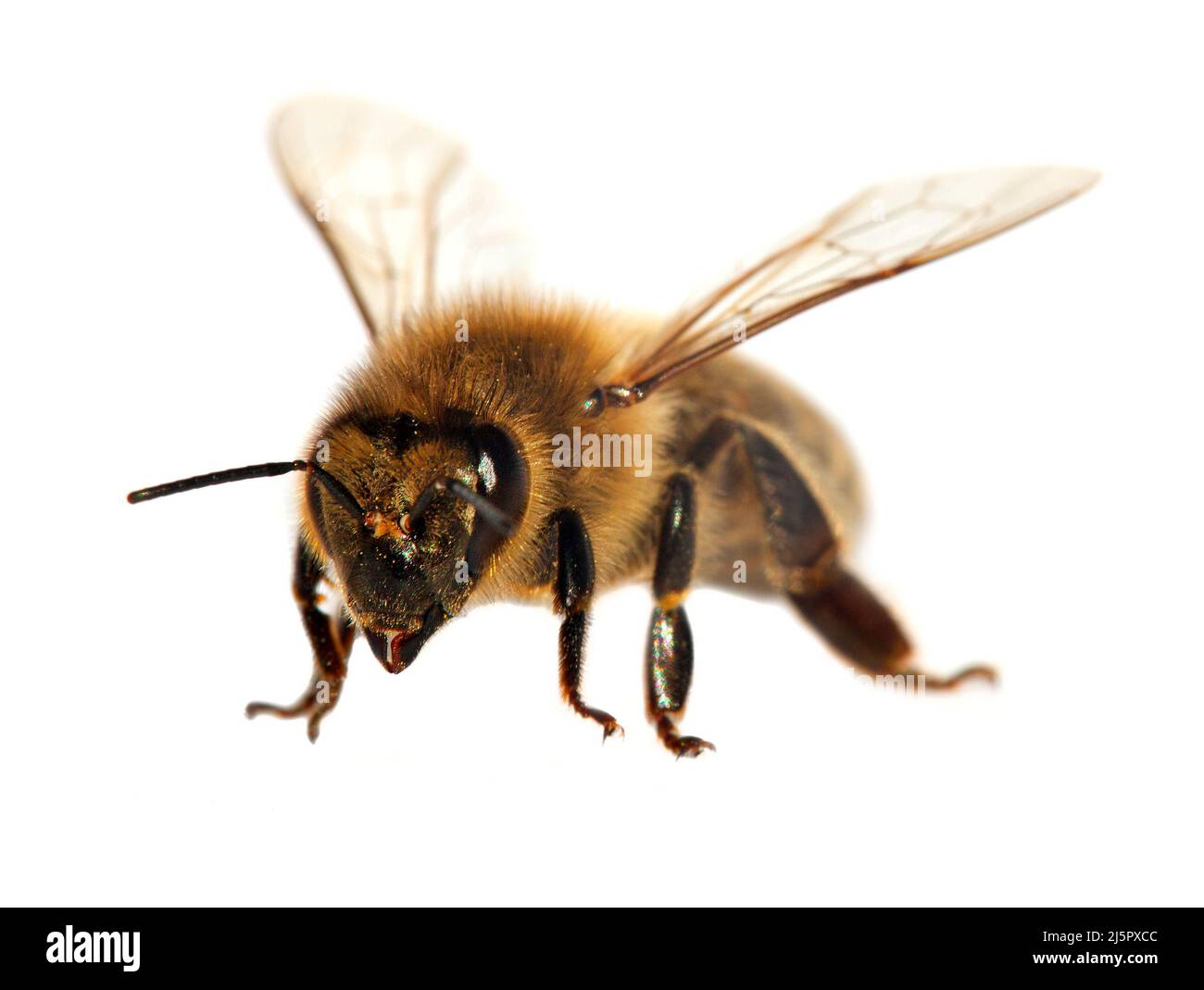 Particolare di ape o di ape in latino Apis mellifera, europeo o occidentale ape miele isolato su sfondo bianco Foto Stock