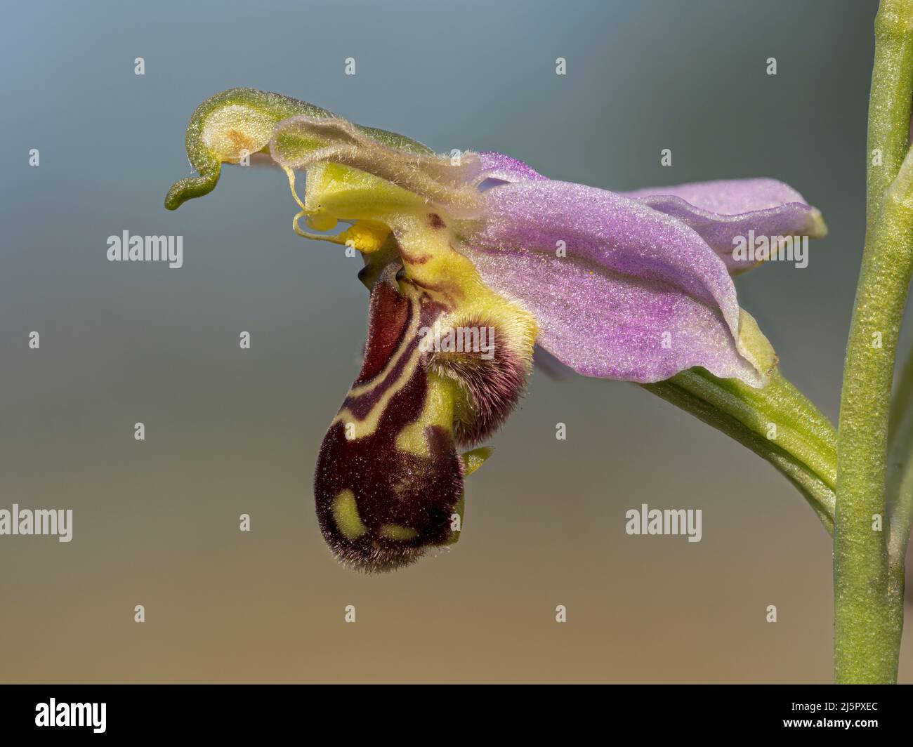 Ape Orchid, Apifera Ophrys, fiore da vicino Norfolk, giugno Foto Stock