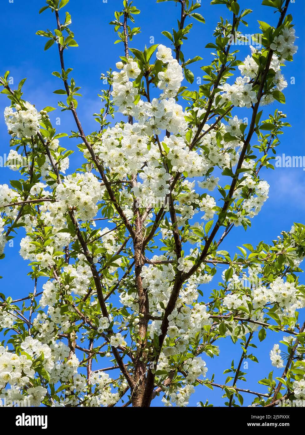 Ciliegio 'marello' (Prunus cerasus) una pianta primaverile fiorita con  fiore bianco nella stagione primaverile con frutto rosso profondo, foto di  scorta i Foto stock - Alamy