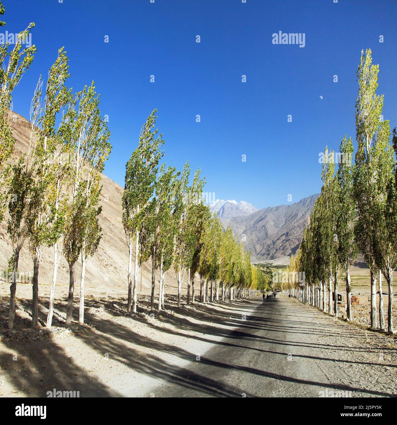 Pamir strada, strada e vicolo di alberi di pioppo e Pamir montagne, Wakhan corridoio e valle, Gorno-Badakhshan regione, Tagikistan e Afghanistan bor Foto Stock