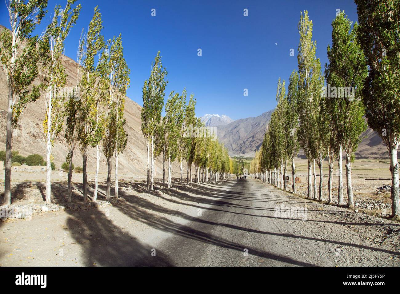 Pamir strada, strada e vicolo di alberi di pioppo e Pamir montagne, Wakhan corridoio e valle, Gorno-Badakhshan regione, Tagikistan e Afghanistan bor Foto Stock
