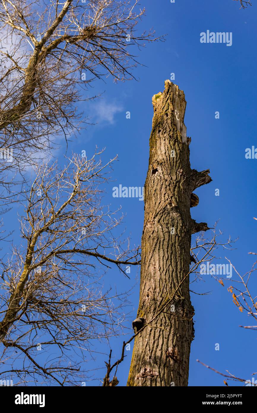 Una tempesta ha causato molti danni in una foresta Foto Stock