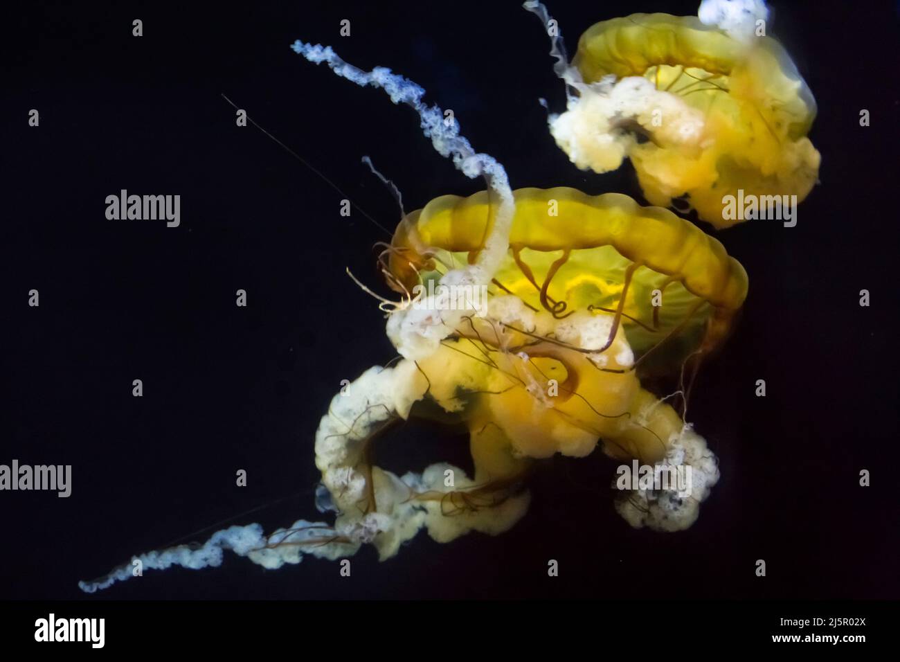 Primo piano di due belle meduse (gelatine di mare) Foto Stock
