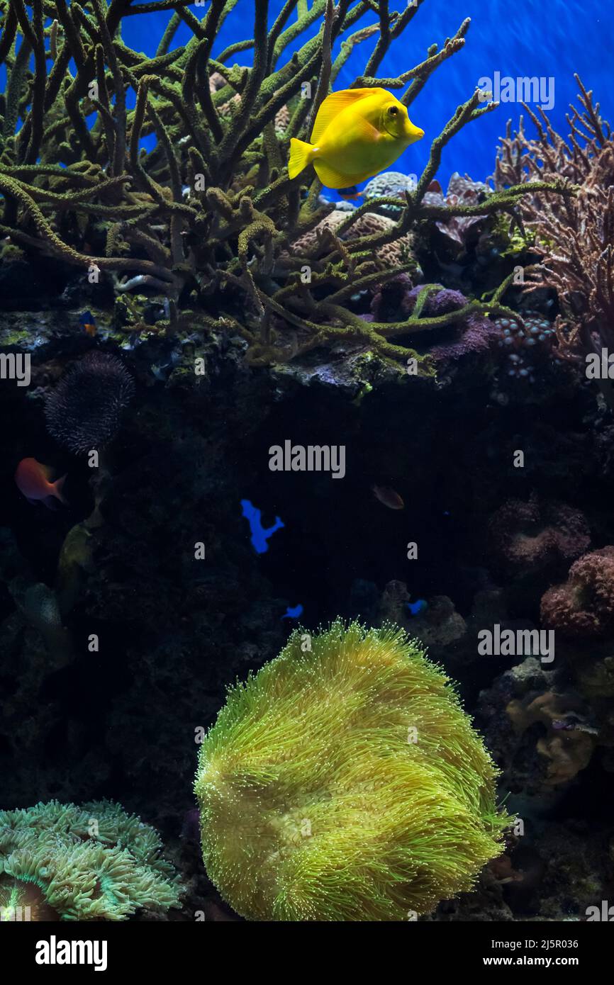 Pesce giallo Tang che nuota attraverso le colorate barriere coralline dell'Oceano Pacifico occidentale Foto Stock