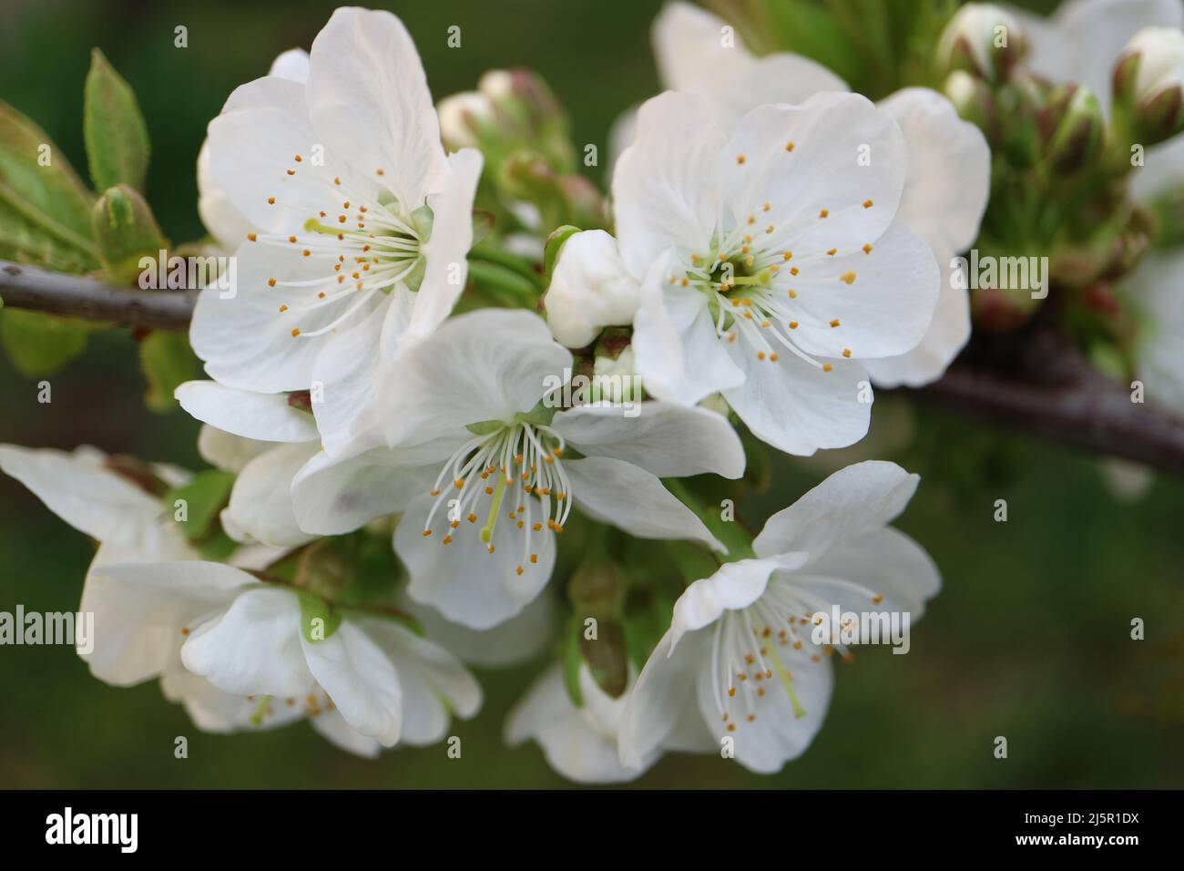 Fiori di ciliegio bianco con petali morbidi e timbrature, ramo fiori di ciliegio, fiori di primavera, fiori di ciliegio macro, bellezza nella natura, foto floreale Foto Stock