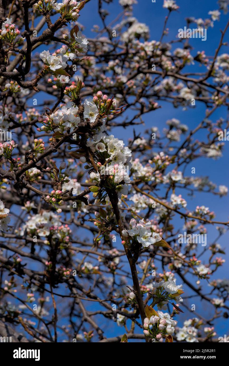 ramo di fiori di ciliegio bianco in primavera Foto Stock