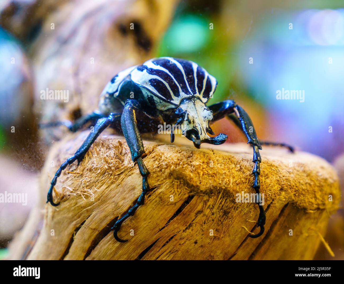 Immagine ravvicinata del coleottero Goliath (Goliathus goliatus) nel suo habitat naturale Foto Stock