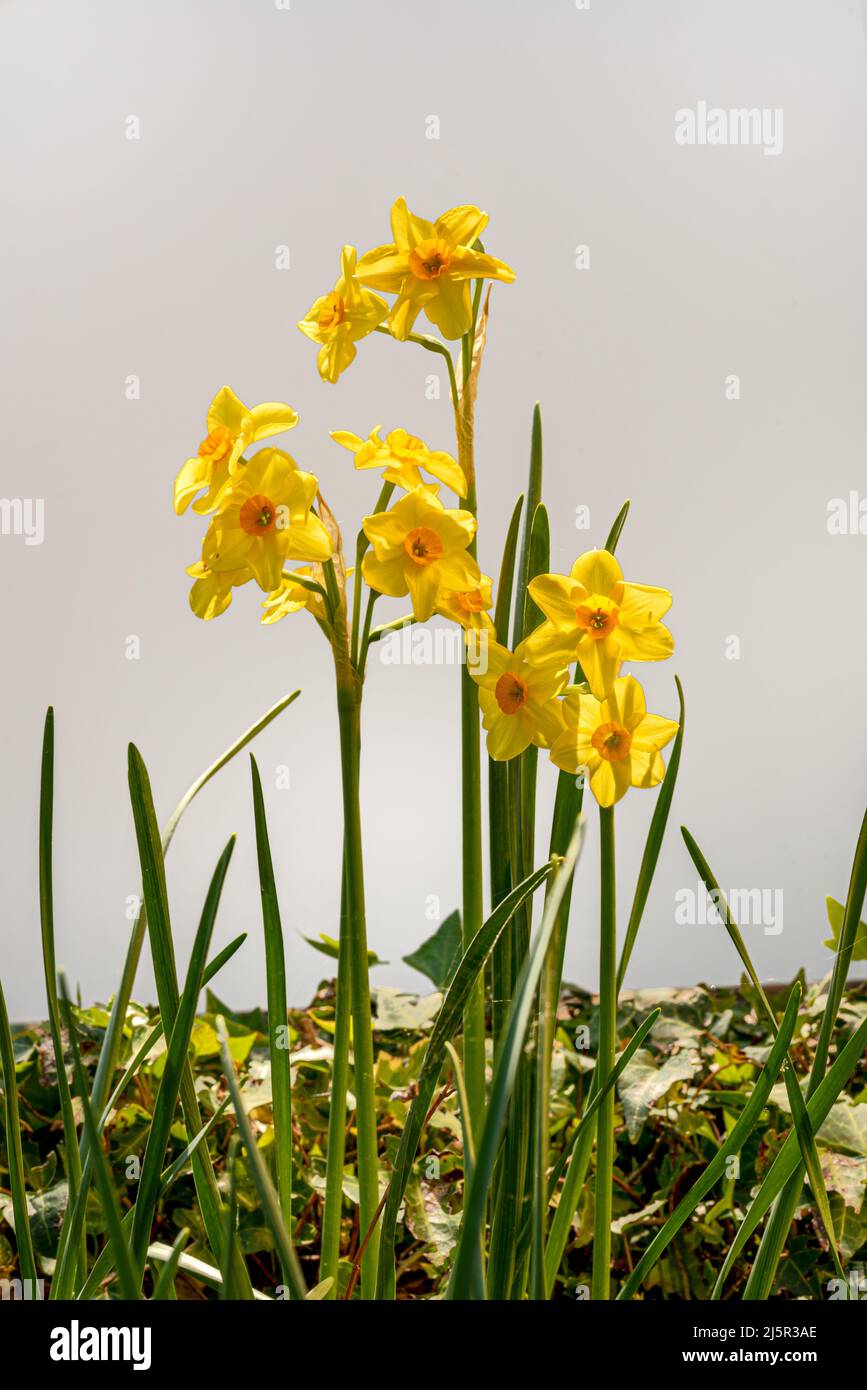 Giallo narciso fiori su bianco con spazio copia Foto Stock