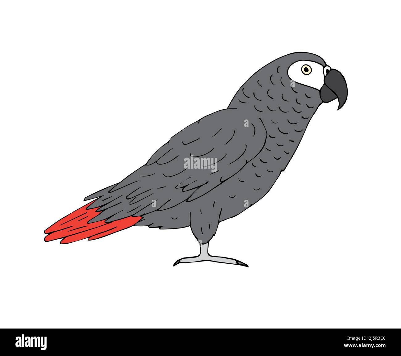 Vettore disegnato a mano scarpetta disegno colorato grigio africano pappagallo isolato su sfondo bianco Illustrazione Vettoriale