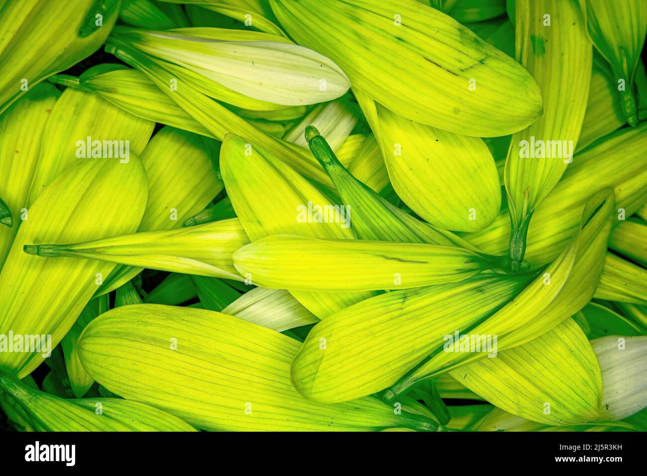Pedali colorati a margherita con fiori accatastati insieme Foto Stock