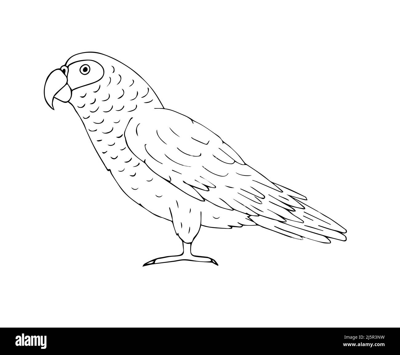 Vettore disegnata a mano scarpetta pappagallo africano grigio isolato su sfondo bianco Illustrazione Vettoriale