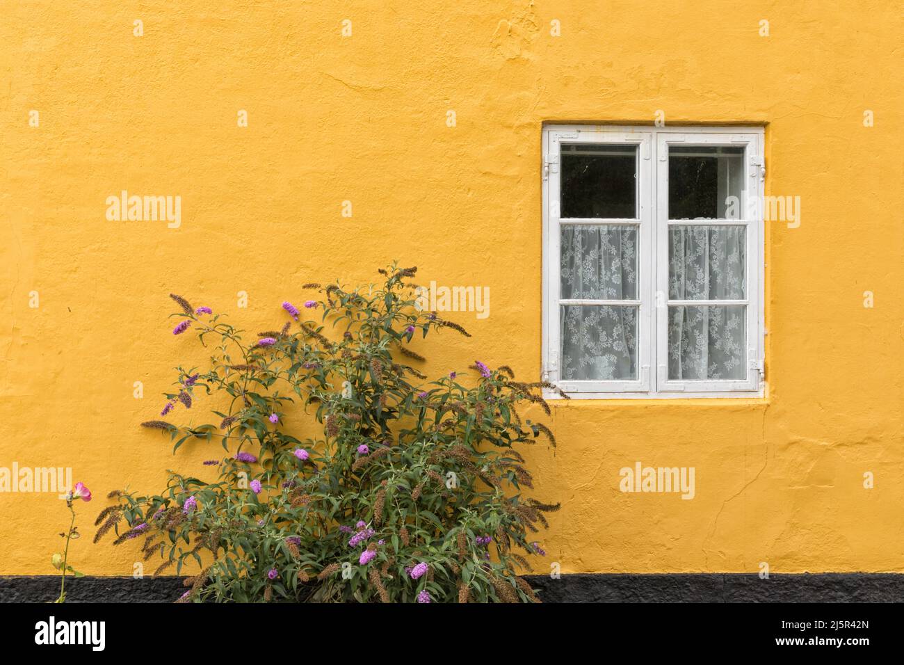 Pianta di Buddleja di fronte alla facciata gialla con finestra Foto Stock