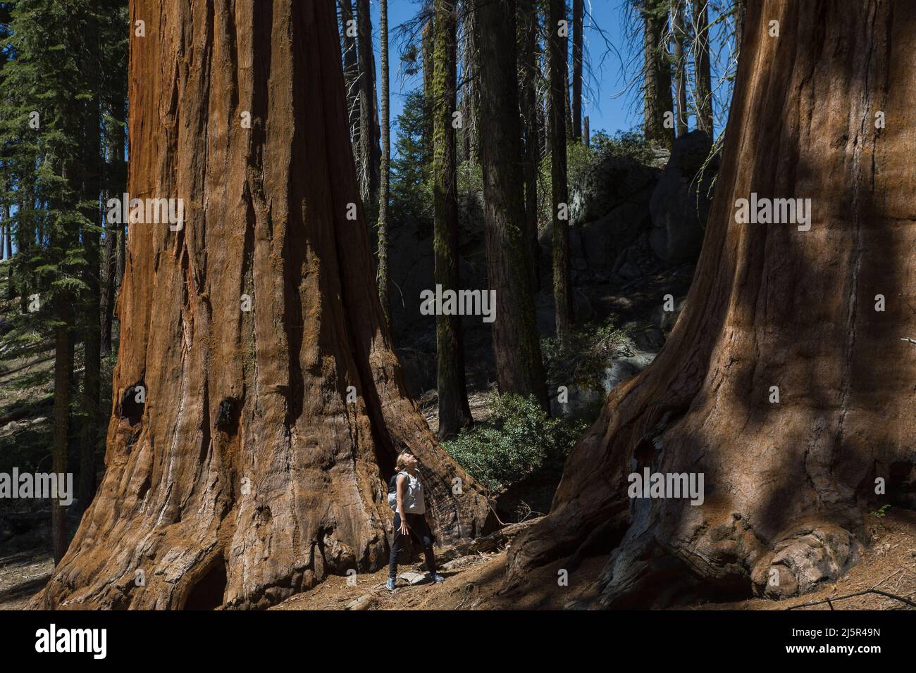 Il Sequoia National Park è un parco nazionale della Sierra Nevada meridionale, California, famoso per i suoi giganteschi alberi di sequoia, tra cui il Gener Foto Stock