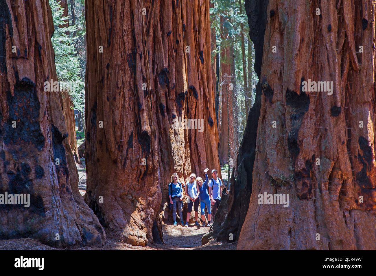 Il Sequoia National Park è un parco nazionale della Sierra Nevada meridionale, California, famoso per i suoi giganteschi alberi di sequoia, tra cui il Gener Foto Stock