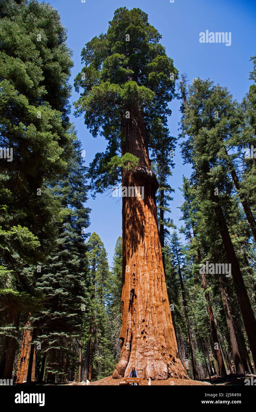 Il Sequoia National Park è un parco nazionale della Sierra Nevada meridionale, California, famoso per i suoi giganteschi alberi di sequoia, tra cui il Gener Foto Stock