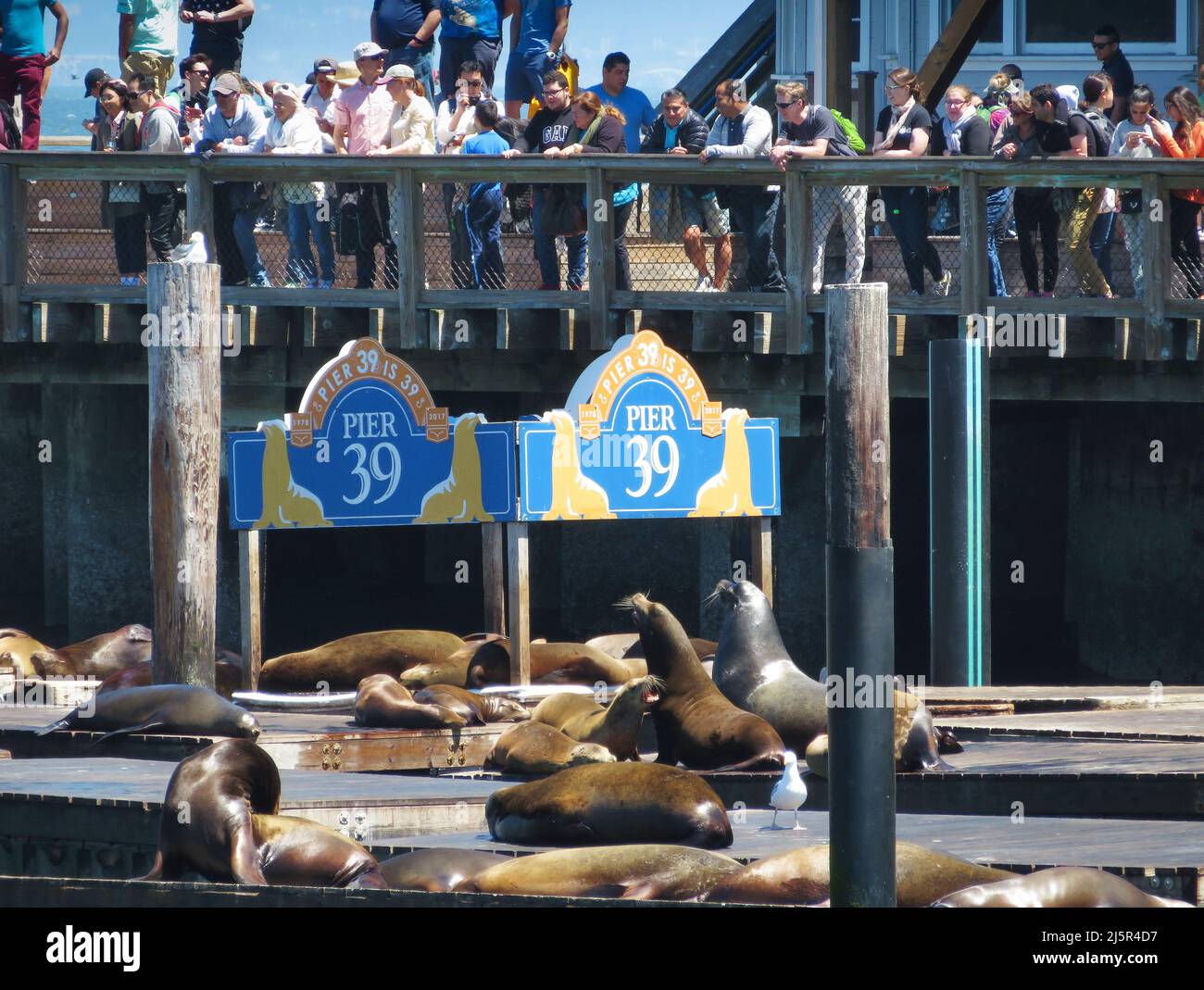 USA, San Fransisco - Pier 39 è un centro commerciale e popolare attrazione turistica costruito su un molo a San Francisco, California. Al Molo 39, ci sono un Foto Stock