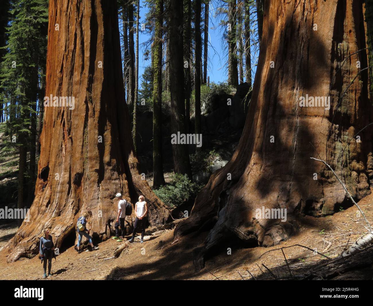 Il Sequoia National Park è un parco nazionale della Sierra Nevada meridionale, California, famoso per i suoi giganteschi alberi di sequoia, tra cui il Gener Foto Stock