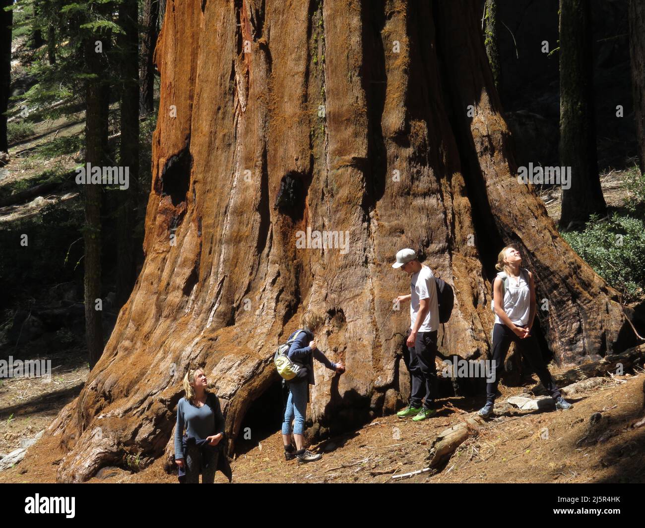 Il Sequoia National Park è un parco nazionale della Sierra Nevada meridionale, California, famoso per i suoi giganteschi alberi di sequoia, tra cui il Gener Foto Stock