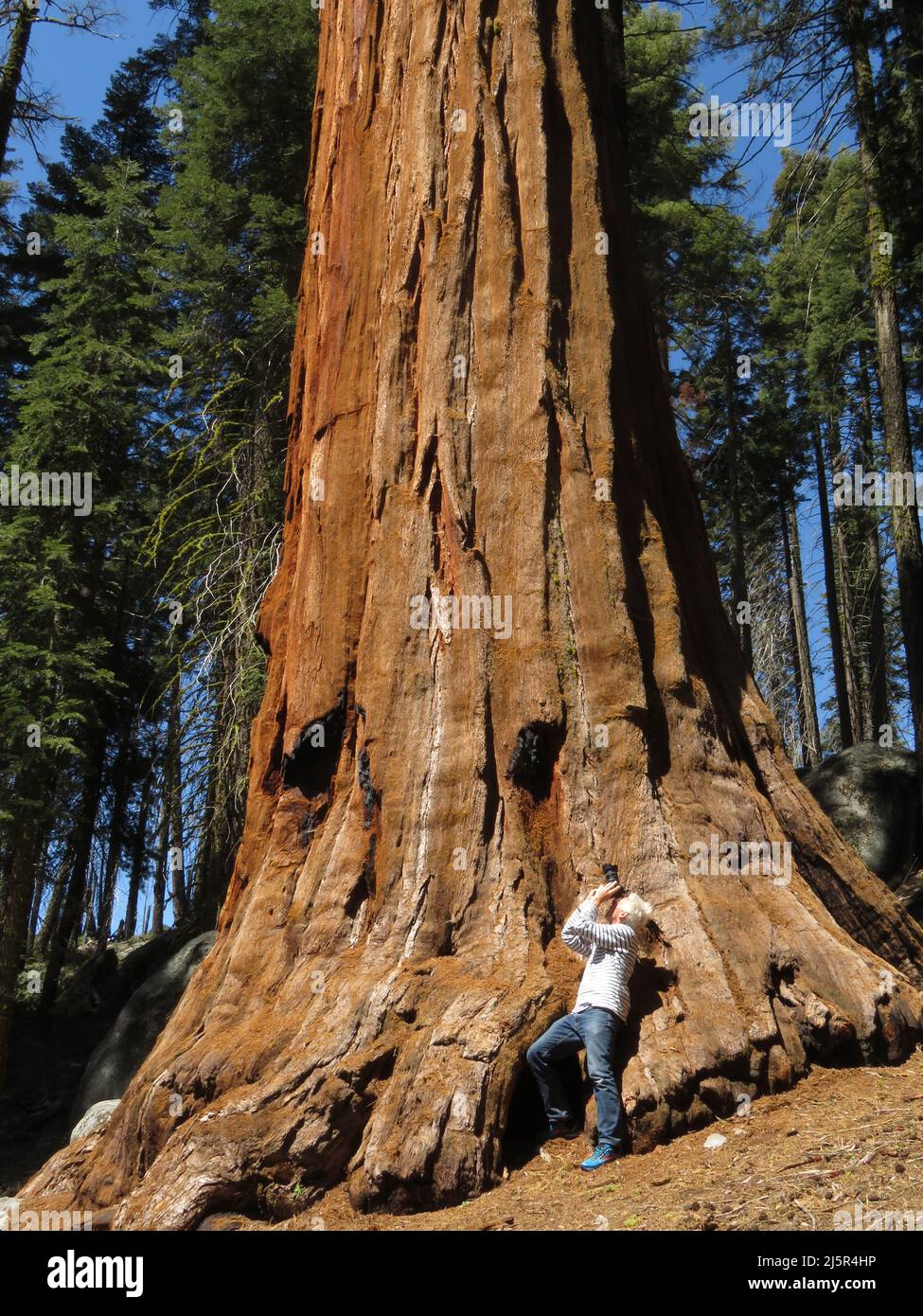 Il Sequoia National Park è un parco nazionale della Sierra Nevada meridionale, California, famoso per i suoi giganteschi alberi di sequoia, tra cui il Gener Foto Stock