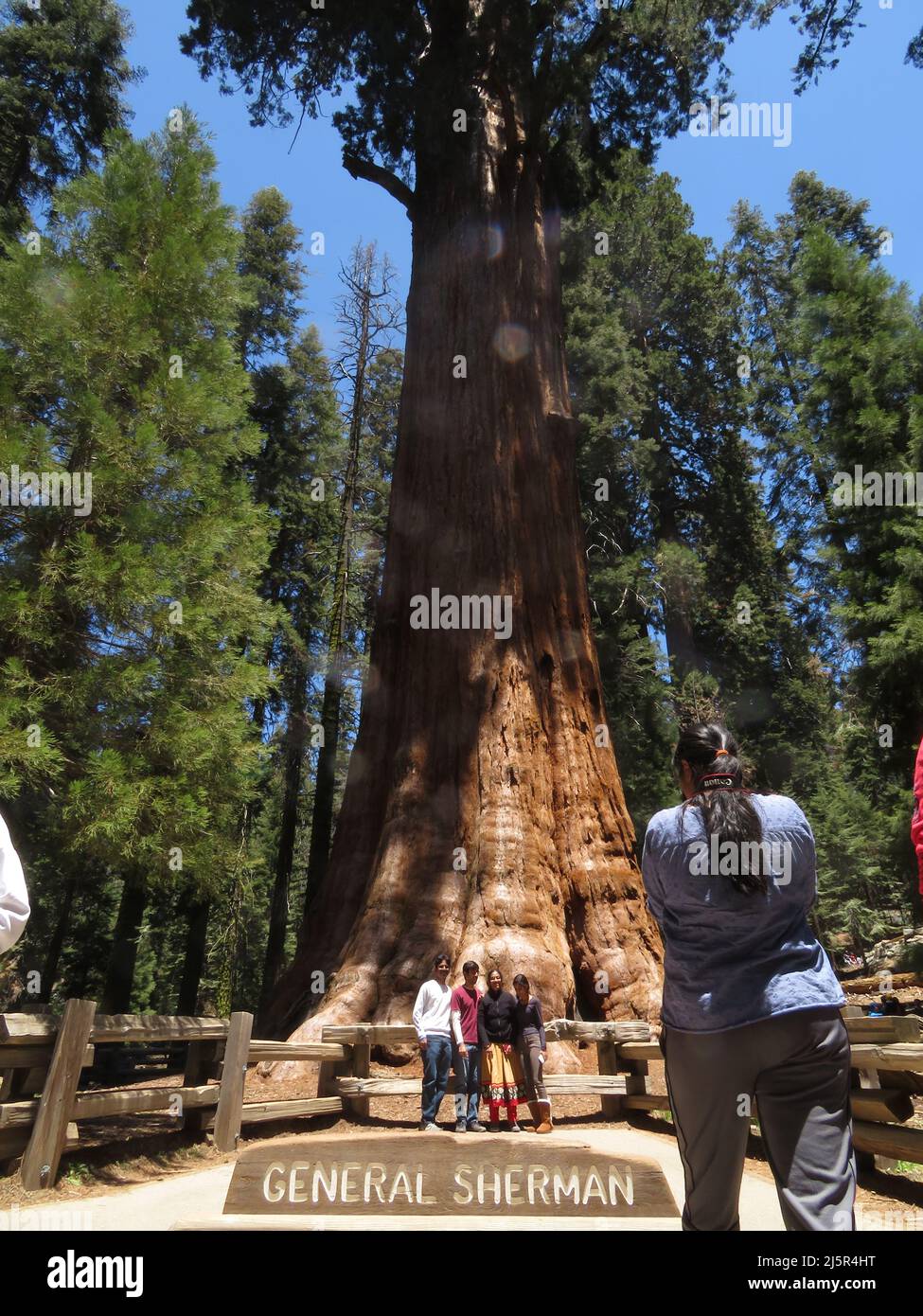 Il Sequoia National Park è un parco nazionale della Sierra Nevada meridionale, California, famoso per i suoi giganteschi alberi di sequoia, tra cui il Gener Foto Stock