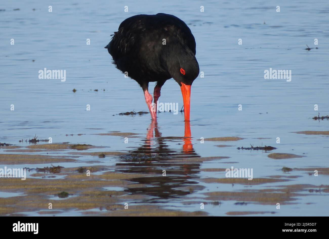 Ostercatcher variabile. (Haematopus unicolor) è un uccello costiero calcioso e familiare, con una lunga e luminosa fattura arancione, che si trova intorno a gran parte della Nuova Zelanda. Il Foto Stock