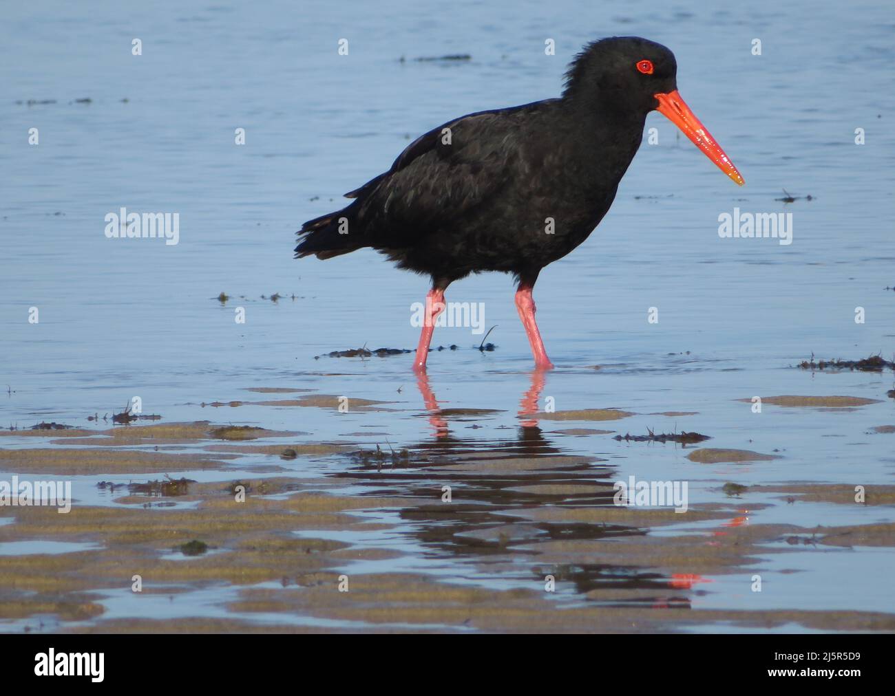 Ostercatcher variabile. (Haematopus unicolor) è un uccello costiero calcioso e familiare, con una lunga e luminosa fattura arancione, che si trova intorno a gran parte della Nuova Zelanda. Il Foto Stock