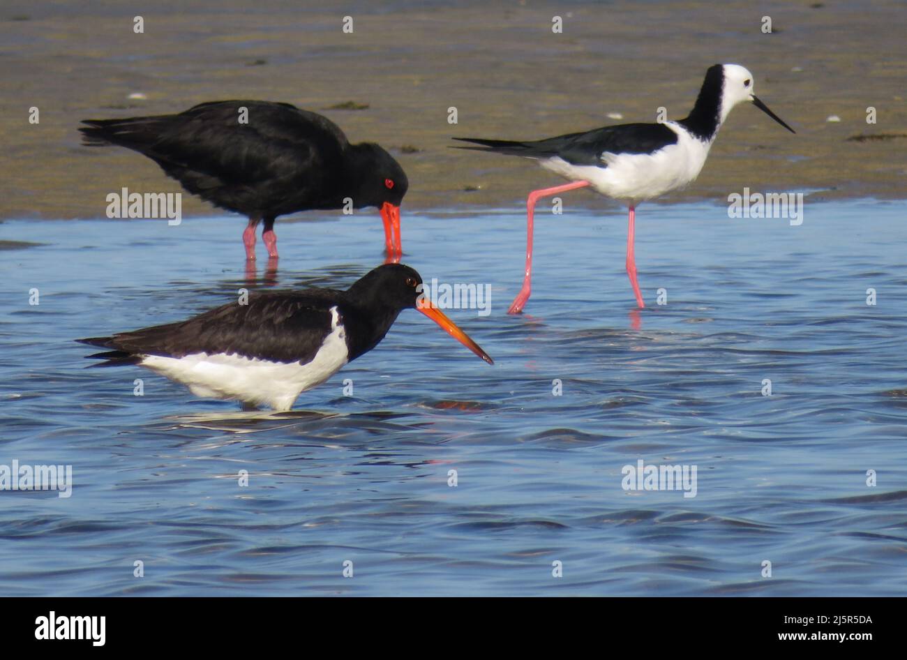 Ostercatcher variabile. (Haematopus unicolor) è un uccello costiero calcioso e familiare, con una lunga e luminosa fattura arancione, che si trova intorno a gran parte della Nuova Zelanda. Il Foto Stock