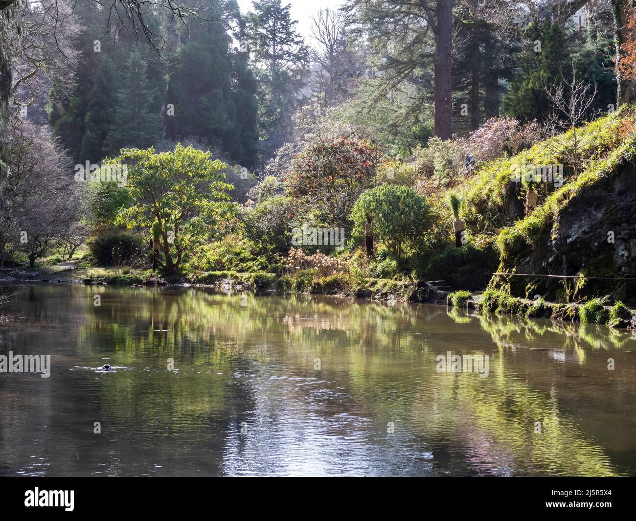 Bodnant Gardens, Bodnant, Conwy, Galles, Regno Unito. Foto Stock