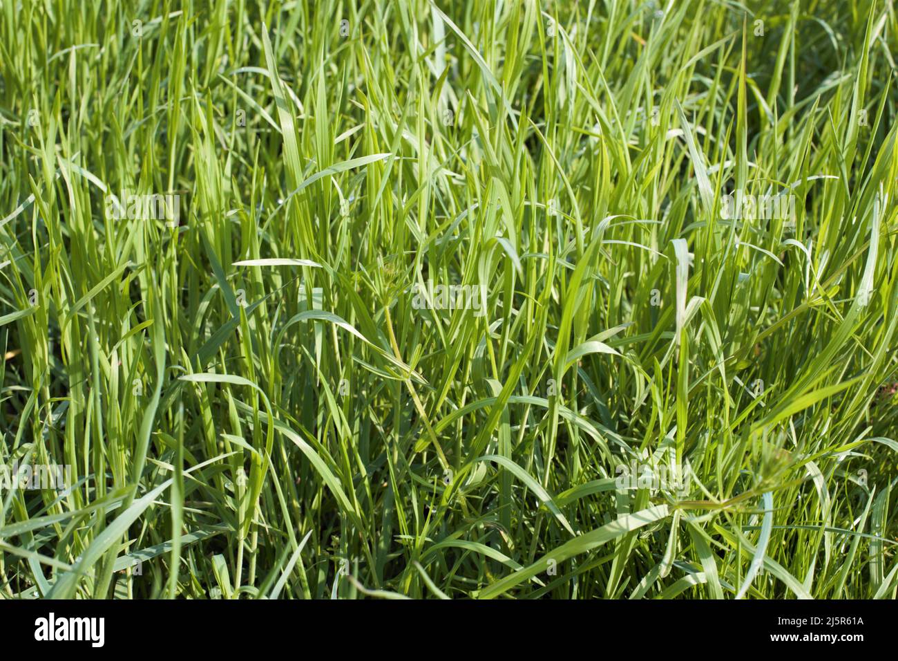 verde erba sfondo macro panorama Foto Stock