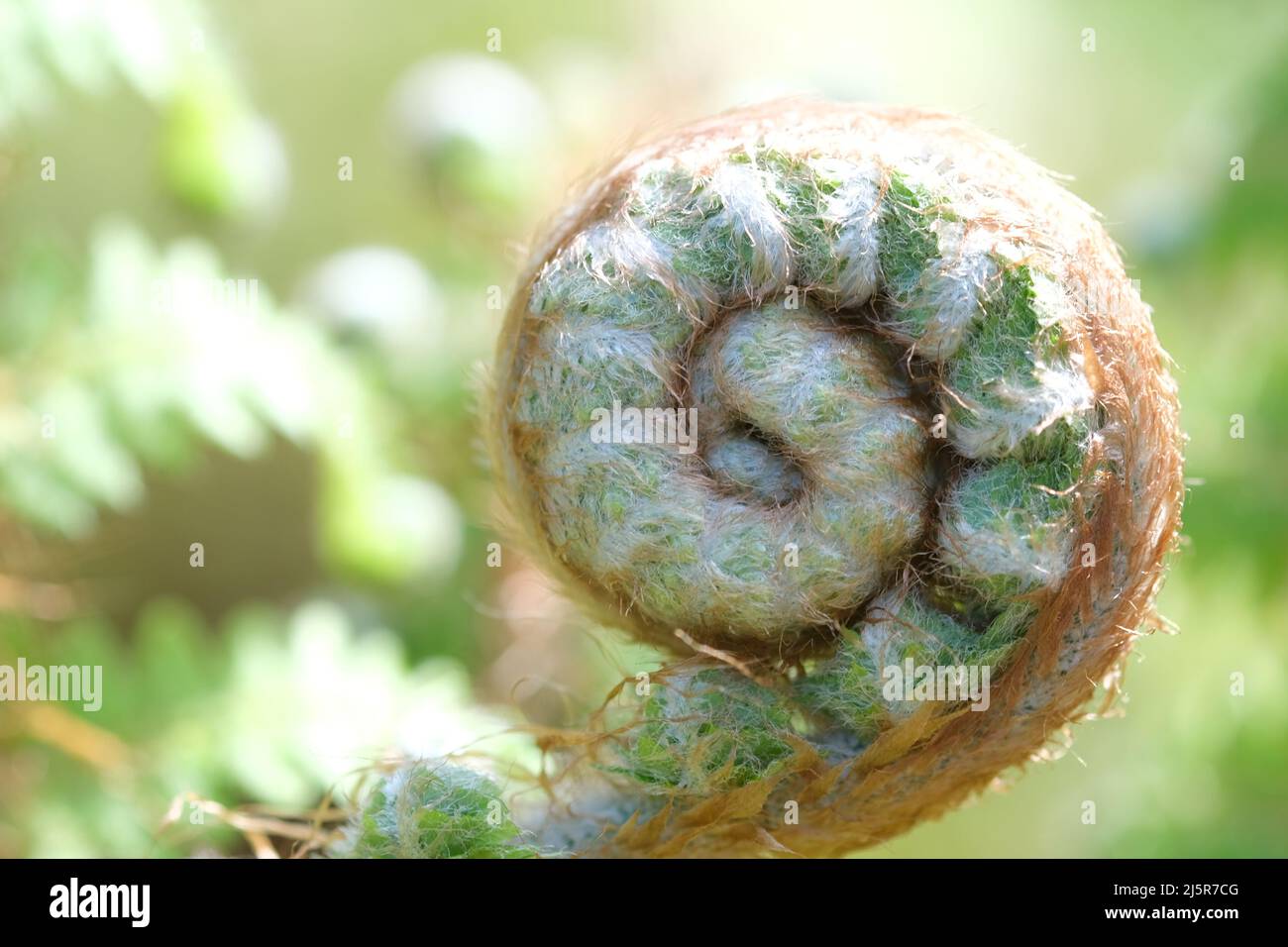 Fresh Fern Spiral primo piano Vista di Fresh Green Young Wild Fern in forma di spirale con profondità di campo poco profonda nella foresta. Messa a fuoco selettiva con sfondo verde sfocato Foto Stock