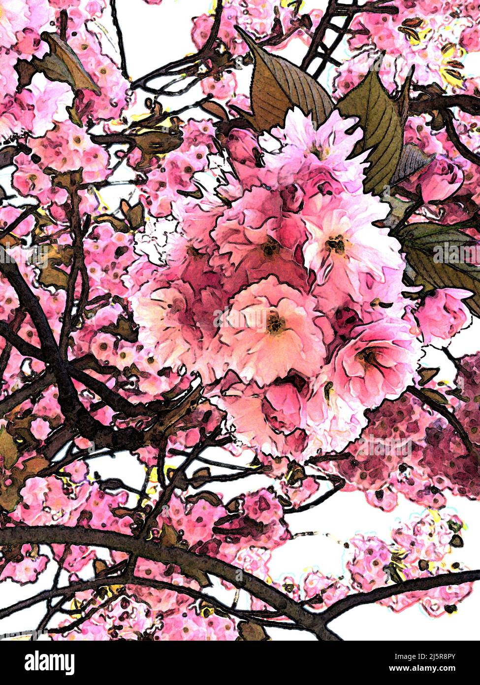 Illustrazione d'arte dei fiori rosa del Cherry Tree fiorito giapponese che produce grappoli di frilly, fiori doppi in primavera. Genere Prunus. Foto Stock
