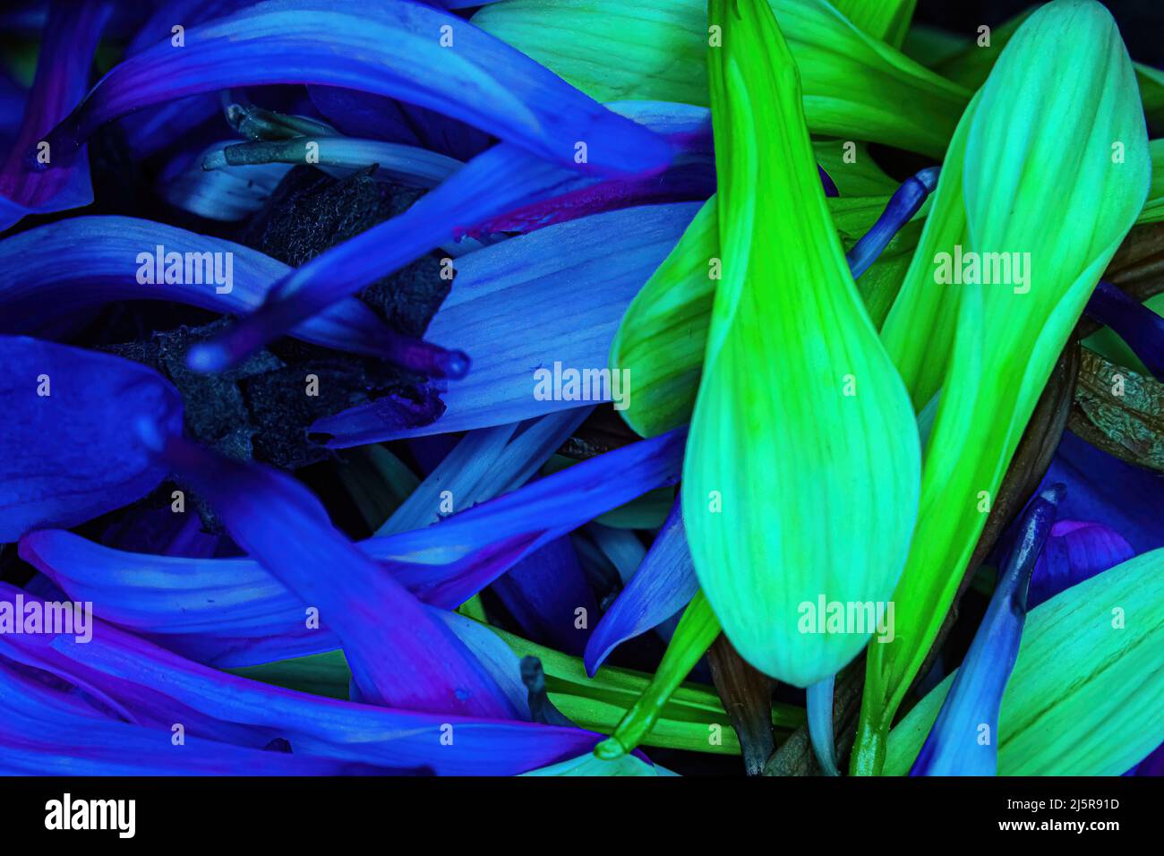 Pedali colorati a margherita con fiori accatastati insieme Foto Stock