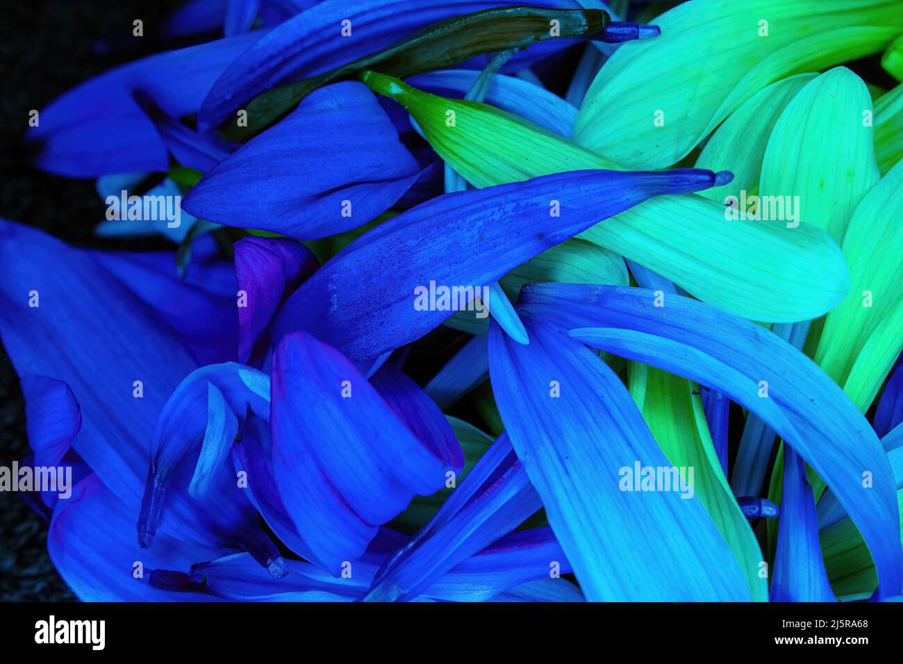 Pedali colorati a margherita con fiori accatastati insieme Foto Stock