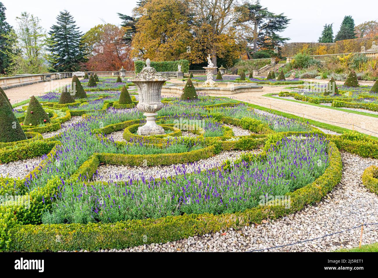 A metà novembre, a Harewood House, West Yorkshire, Inghilterra, la lavanda fiorita Foto Stock