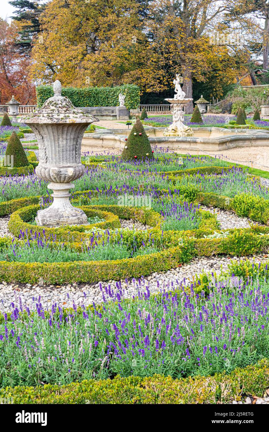 A metà novembre, a Harewood House, West Yorkshire, Inghilterra, la lavanda fiorita Foto Stock