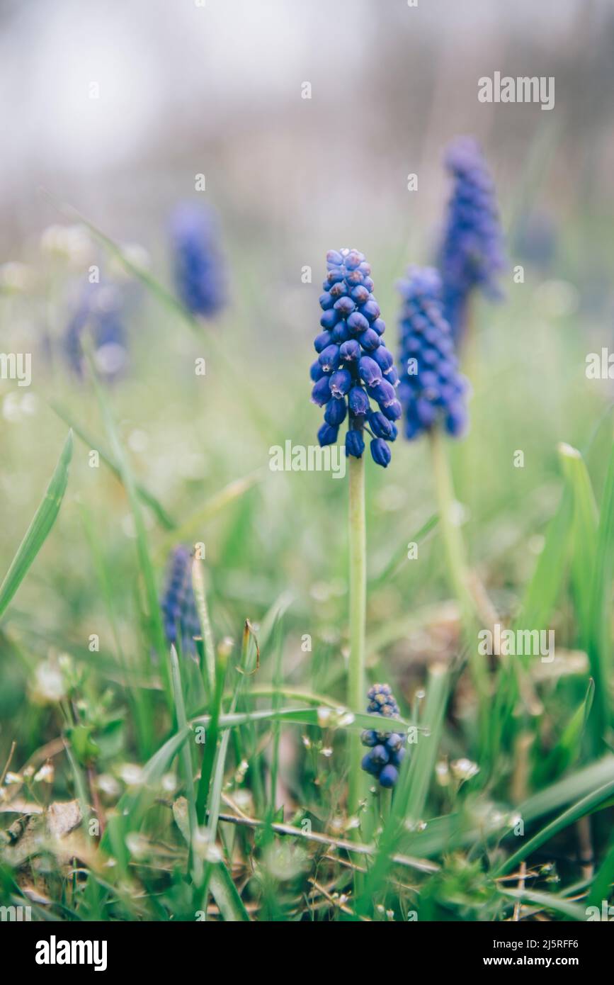 Primo piano di un giacinto di uva viola in un giardino estivo Foto Stock