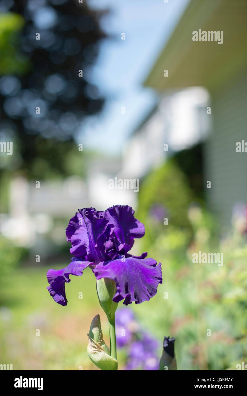 Irloom viola fiore Iris in un giardino in estate; Michigan Iris Foto Stock Irloom viola fiore Iris in un giardino in estate; Michigan Iris Foto Stock