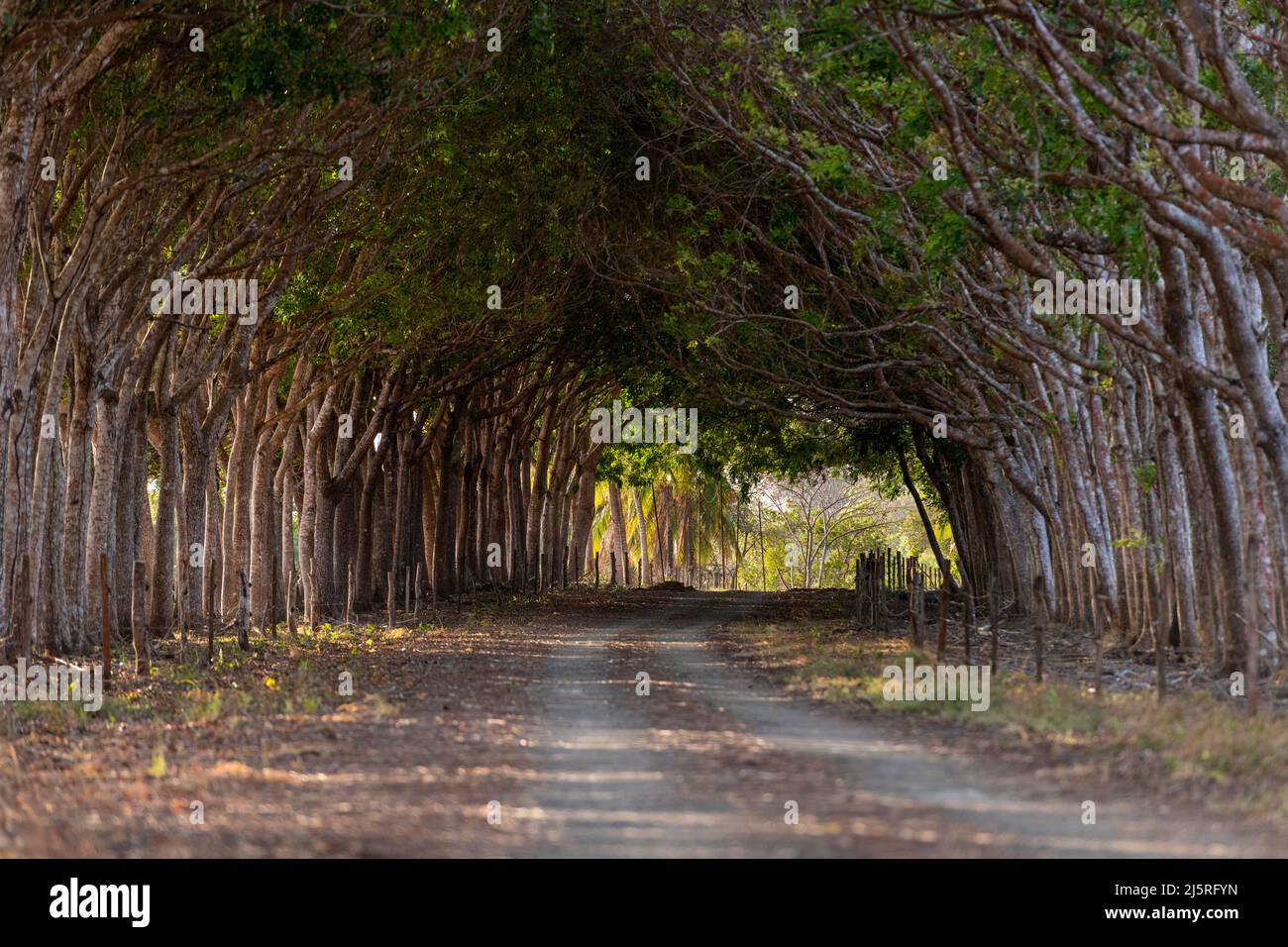 Strada di campagna diritta e foresta verde in estate formando un tunnel, Pedasi, Panama, America Centrale Foto Stock
