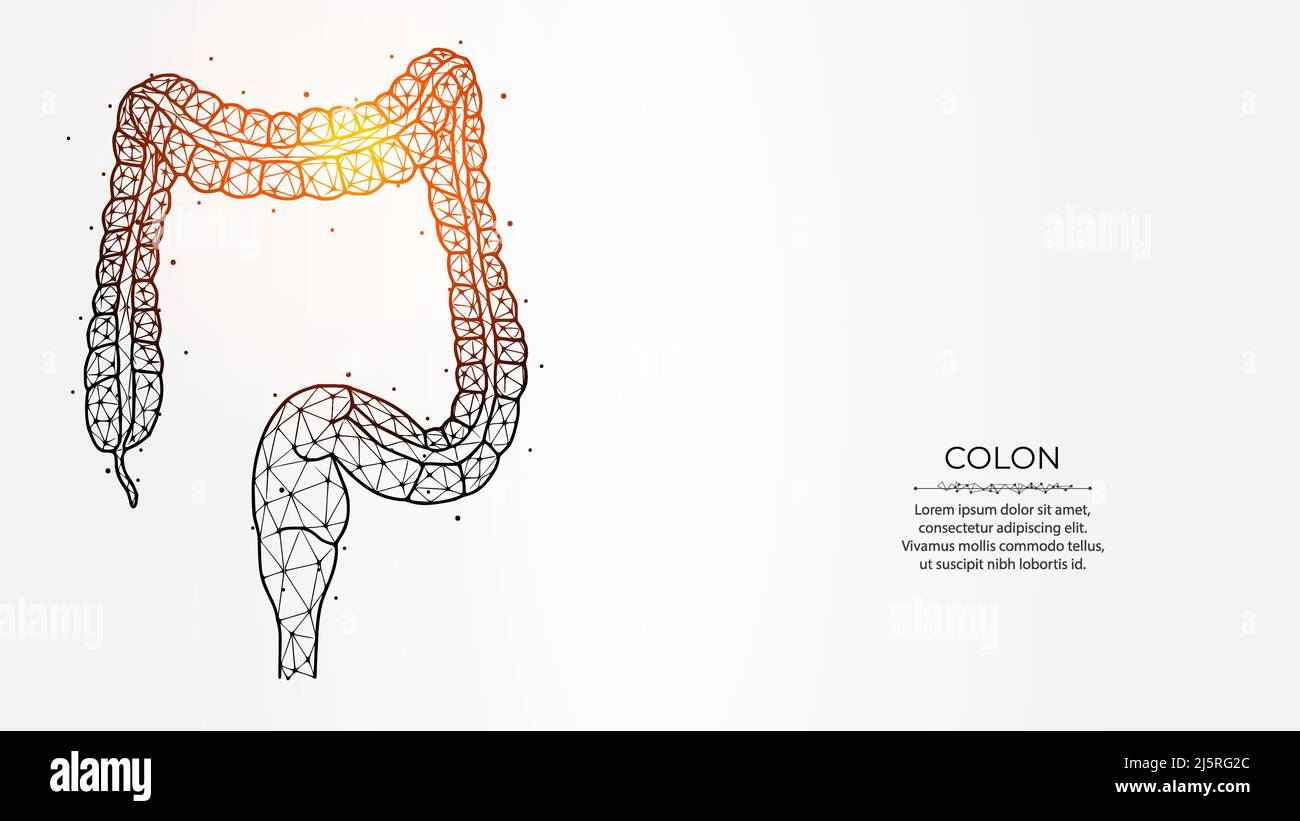 Astrazione rappresentazione vettoriale poligonale del colon o dell'intestino crasso su sfondo chiaro. Apparato digerente, struttura interna a basso contenuto di poli. MED Illustrazione Vettoriale