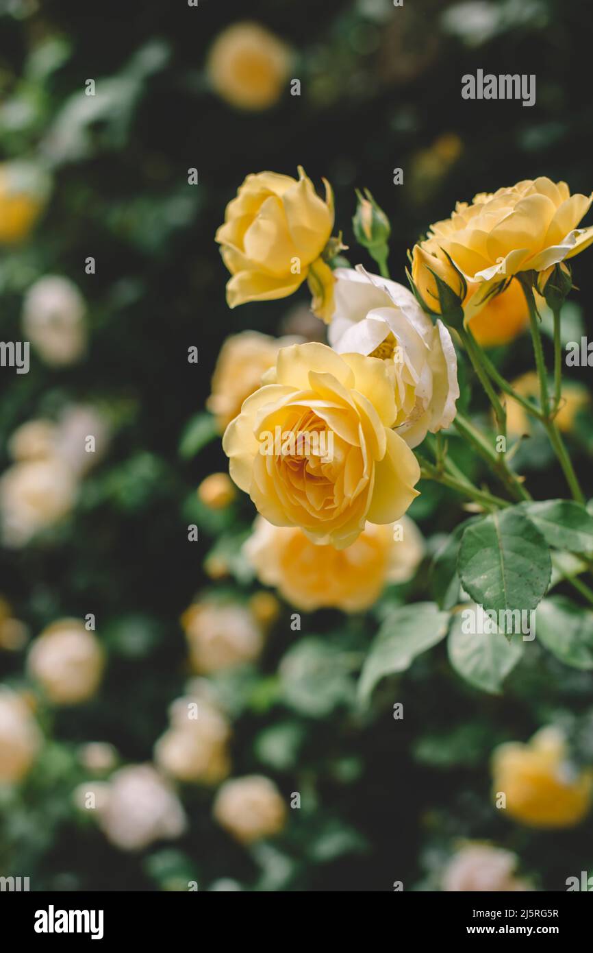 Rose in miniatura del tè giallo in un giardino del Michigan in estate Foto Stock Rose in miniatura del tè giallo in un giardino del Michigan in estate Foto Stock