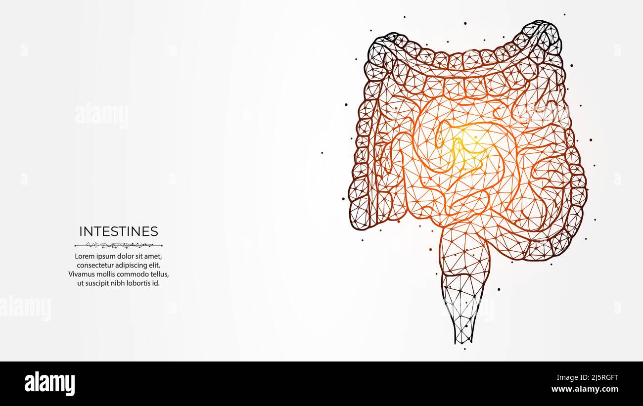 Astrazione rappresentazione vettoriale poligonale dell'intestino su sfondo chiaro. Apparato digerente, struttura interna a basso contenuto di poli. Banner medico, t Illustrazione Vettoriale