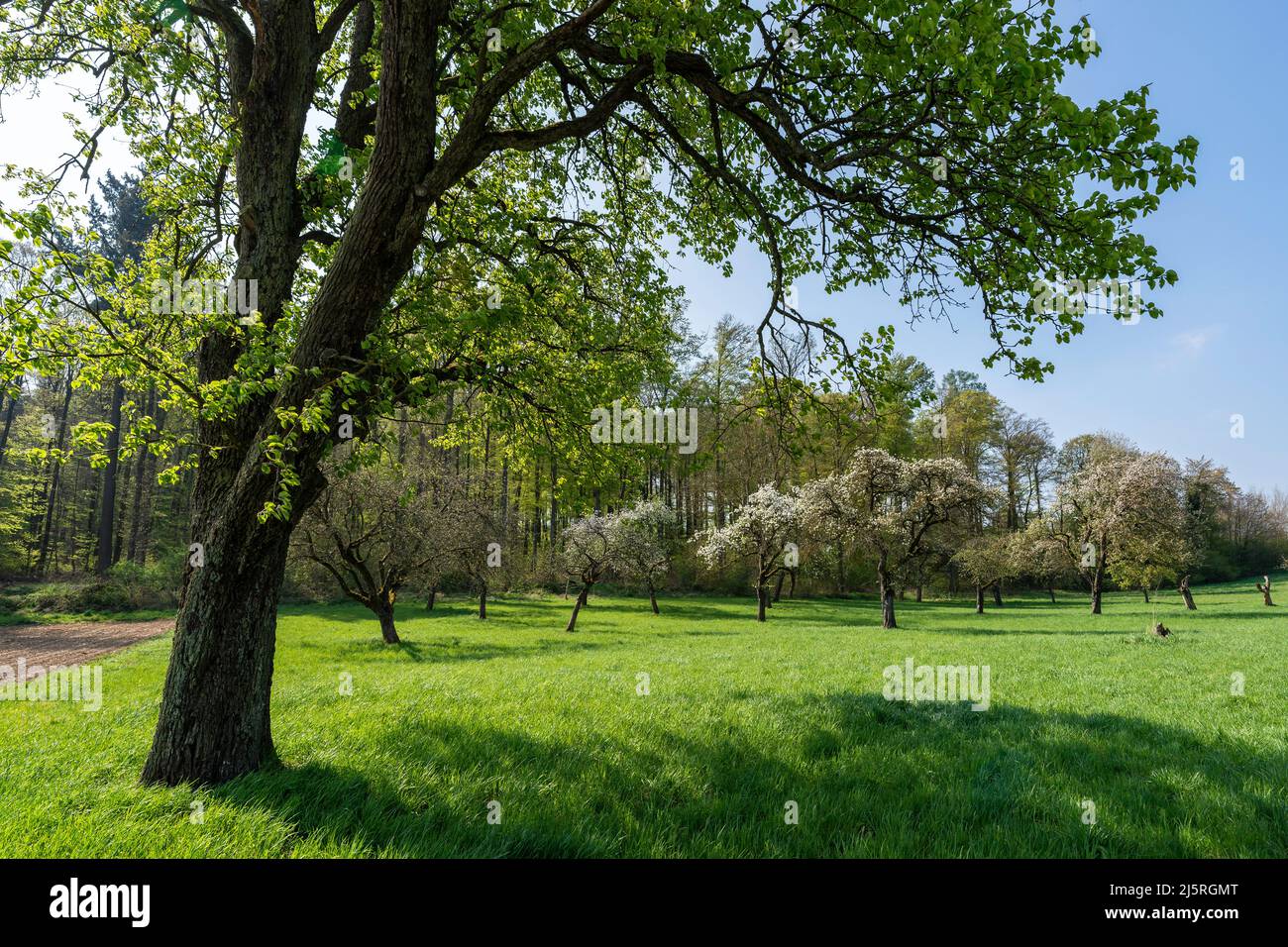 Orchard a molla Foto Stock