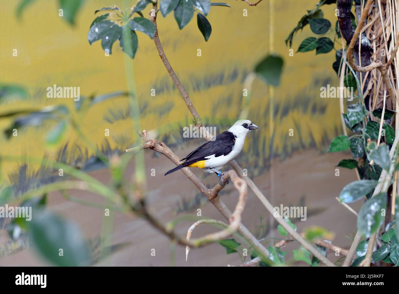 Primo piano di un uccello su un ramo in un santuario degli uccelli Foto Stock Primo piano di un uccello su un ramo in un santuario degli uccelli Foto Stock
