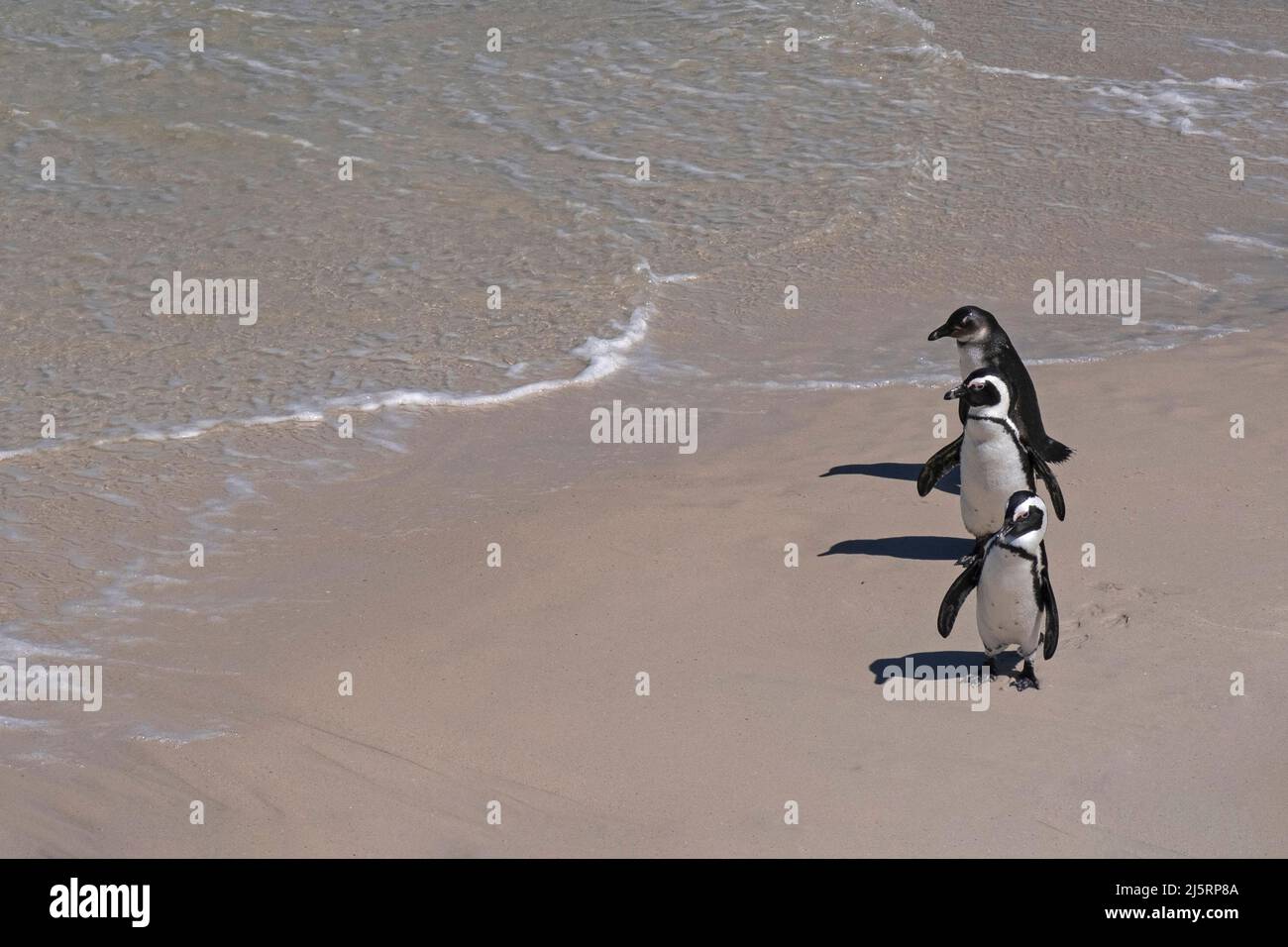 Tre pinguini del Capo / pinguino sudafricano (Spheniscus demersus) a Boulders Beach, Simon's Town, Western Cape, Sudafrica Foto Stock