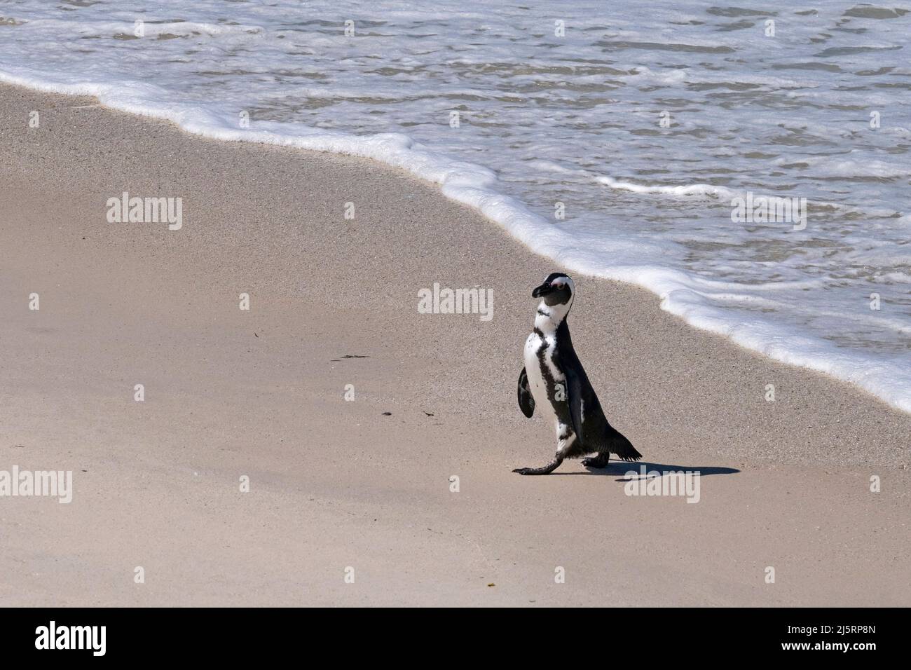 Pinguini del Capo / colonia di pinguini sudafricani (Spheniscus demersus) a Boulders Beach, Simon's Town, Western Cape, Sudafrica Foto Stock