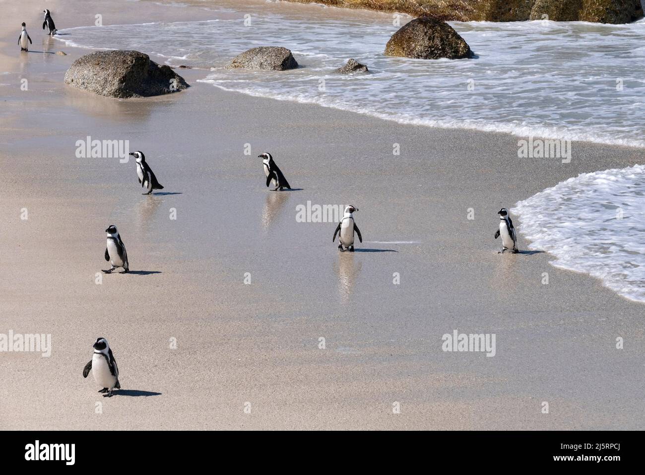 Pinguini del Capo / colonia di pinguini sudafricani (Spheniscus demersus) a Boulders Beach, Simon's Town, Western Cape, Sudafrica Foto Stock