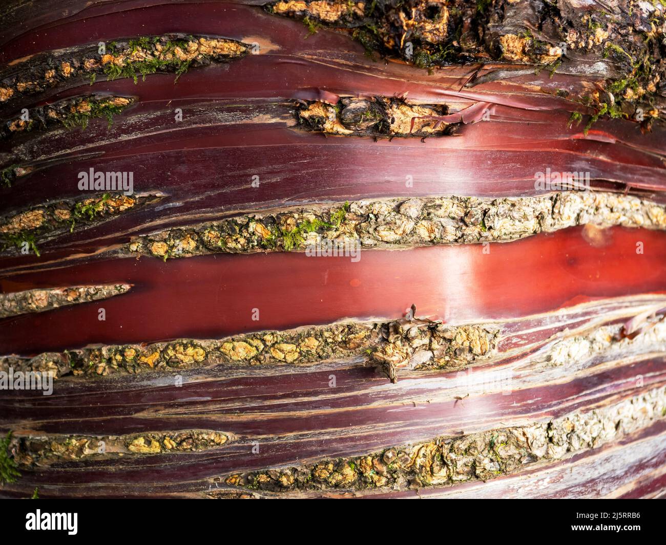 La corteccia di un Cerry, Prunus serrula, in Holehird Gardens, Windermere, Lake District, REGNO UNITO. Foto Stock