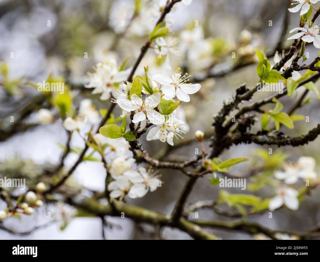 Fiore di primavera su un albero di Blackthorn ad Ambleside, Regno Unito. Foto Stock