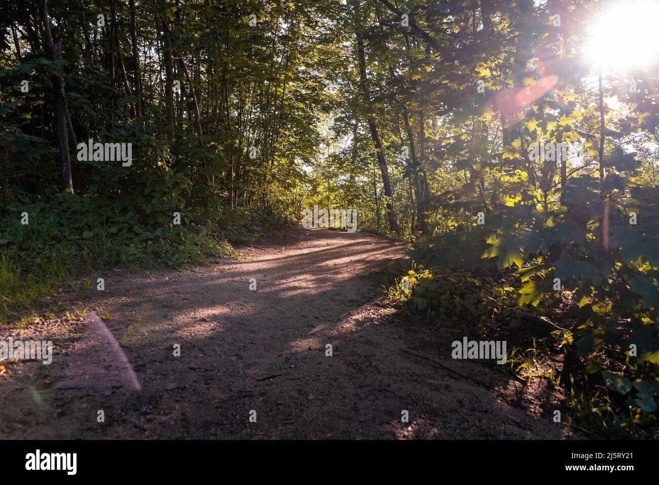 Il sole splende attraverso foglie verdi di alberi alti in una foresta. È visibile un piccolo percorso di sporcizia. Una scena idilliaca con luce solare all'aperto in estate. Foto Stock